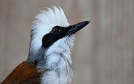 White-crested laughingthrush (Garrulax leucolophus)